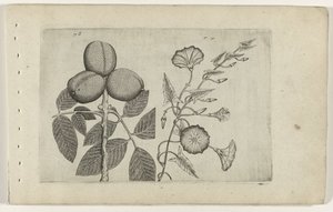 Noyer et liseron Cognoscite lilia (titre de la série)