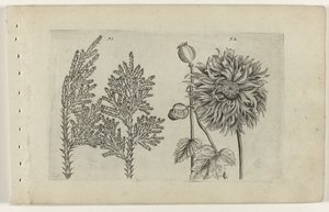 Sept arbres et pavot (série Cognoscite lilia) - Crispijn van de Passe (I) (attributed to)