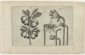 Cerise acide et narcisse sauvage