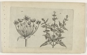 Butome et sauge à petites fleurs (série Cognoscite lilia)