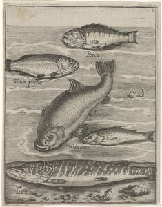 Feuille d