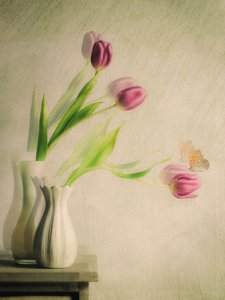 Tulipes et papillon : une vision de rêve
