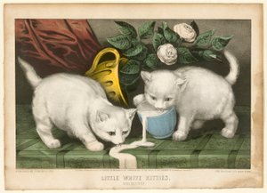 Petits chatons blancs en train de faire des bêtises