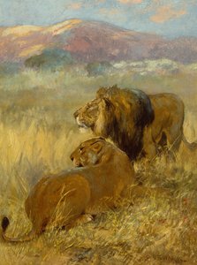 Un lion et une lionne protégeant leur territoire (huile sur carton)