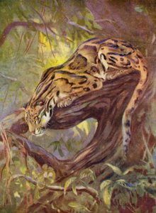 Au zoo : Léopard nébuleux - Cuthbert Edmund Swan