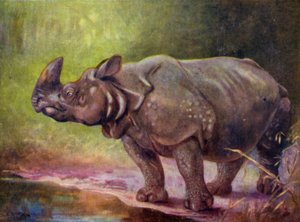 Au Zoo : Rhinocéros - Cuthbert Edmund Swan