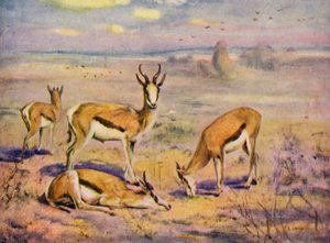 Au Zoo : Springboks