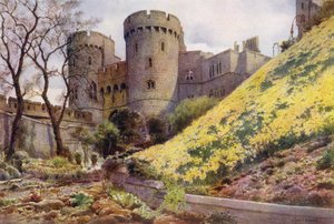 Jonquilles sur la Colline sous la Tour Ronde, Château de Windsor
