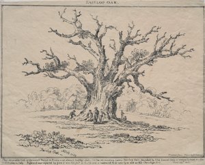 Fairlop Oak - D. H. Redman
