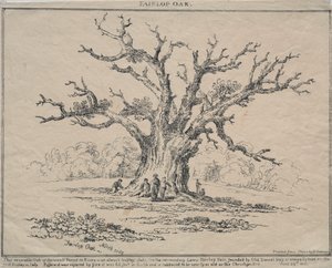 Fairlop Oak - D. H. Redman