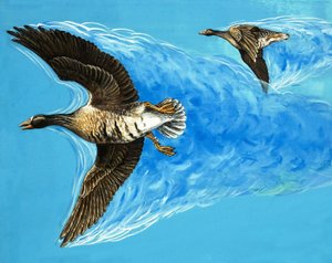 Turbulences causées par le vol des oiseaux
