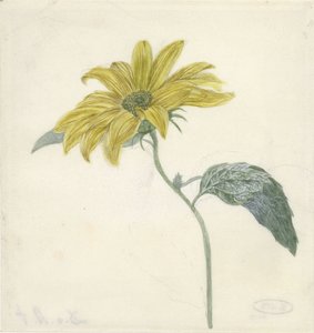 Tournesol