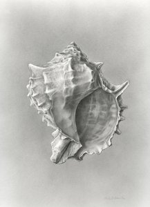 Étude de coquille de conque