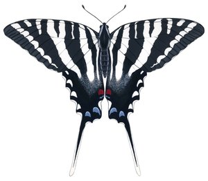 Papillon Zèbre Swallowtail - Damstra Emily