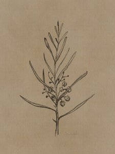 Jeune arbre de Blackwood