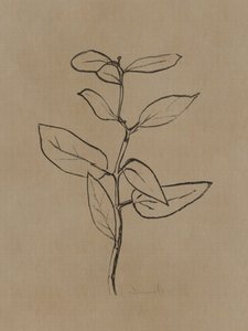 Jeune eucalyptus