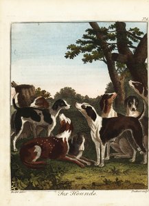 Une meute de chiens de chasse avant une chasse