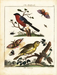Bouvreuil, canari, papillon, mite, etc. - Daniel (after) Dodd