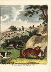 Chasse au renard