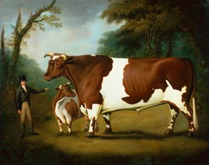 Un bœuf et son propriétaire, avec une génisse, dans un paysage boisé