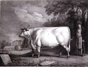 Le Baron, un shorthorn primé (La Vache Blanche de Nannau) gravé par Charles Joseph Hullamandel (1789-1850) 1824