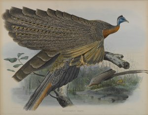 Argusianus Grayii
