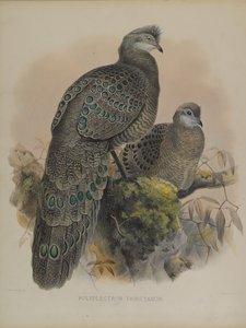Polyplectron Tibetanum - Daniel Giraud and Gould John Elliott