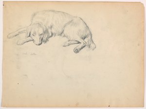 Dessin, Dash (un Setter), vers 1862 - Daniel Huntington