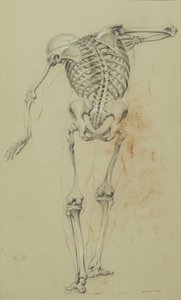 Étude de squelette, vers 1848