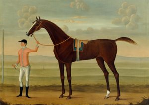 Un cheval de course bai avec son jockey sur un hippodrome - Daniel Quigley