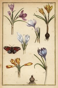 Crocus de printemps, Crocus vernus, et paon du jour, Aglais io - Daniel Rabel