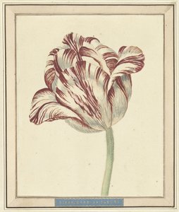 Tulipe, nommée Bisar, Cardinal de Fleuri - Daniël Marot (II)