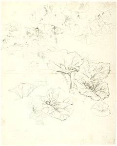 Études de feuilles