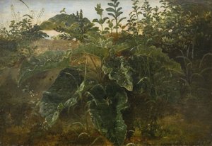 Étude de premier plan avec des feuilles de dock - Dankvart Dreyer