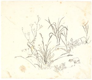 Herbe