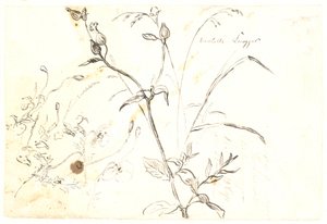 Études de plantes