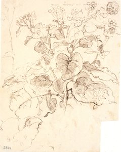 Études de plantes