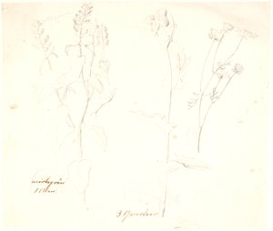 Études de plantes