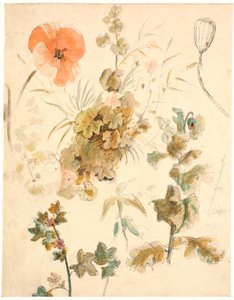 Études de différentes fleurs, y compris des coquelicots - Dankvart Dreyer