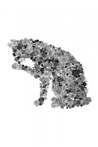 Floral Cat Silhouette - Danushka Abeygoda