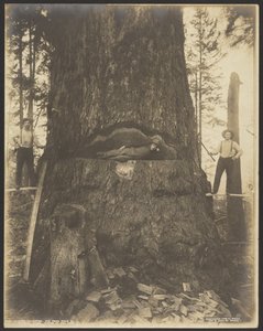 Sapin de 17 pieds de diamètre près de McMurray, Wash.