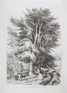 Hêtre n° 18, illustration de Progressive Lessons on Landscape for Young Beginners, 1816