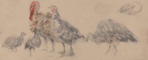 Étude des dindes - David Cox