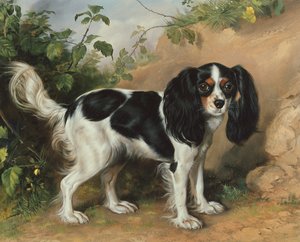 Épagneul King Charles