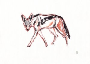 Chacal à dos noir africain, 2019 - David Mayer