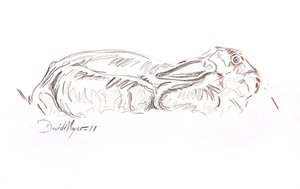 Lièvre brun allongé - David Mayer