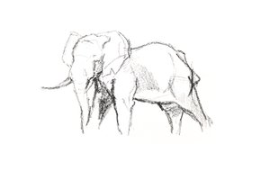 Éléphant mâle, 2021 - David Mayer