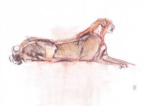 Guépard en alerte, 2019