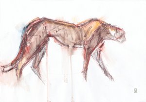 Chasse au guépard, 2019