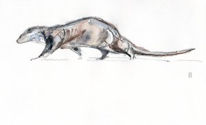 Loutre courant, 2022